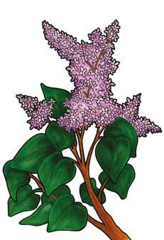 (Syringa vulgaris)