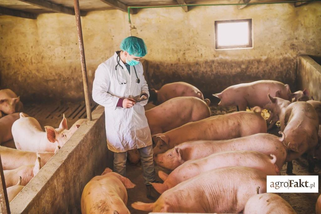 https://www. Bioasekuracja polega na utrzymaniu jak najwyższego statusu zdrowotnego, zakładając, że nie jest możliwe całkowite wyeliminowanie wszystkich patogenów ze stada.