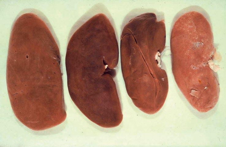 10. Grzyby powodujące uszkodzenia 147 Fot. 10.3. Zwłóknienia na powierzchni nerek. Nerki powiększone (nerka lewa), blade (lewa i prawa) oraz struktura marmurkowata (nerka prawa) (fot. P.