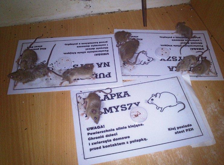 11. Metody ograniczania szkód w magazynach 165 Fot. 11.6. Myszy odłowione na pułapki klejowe (fot. S. Ignatowicz) 11.1.4.