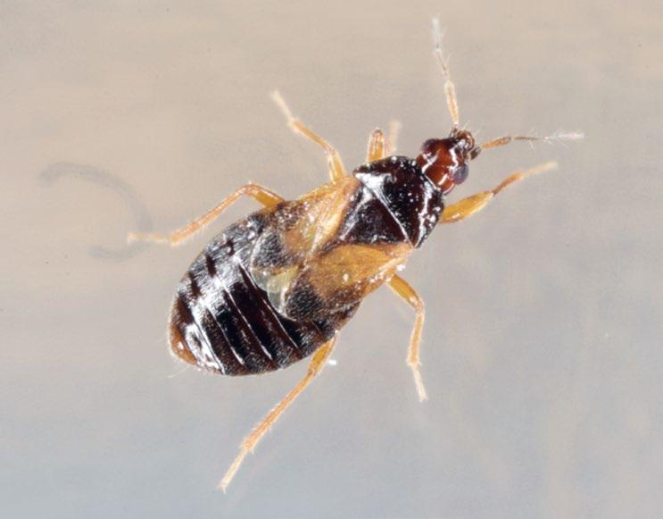 11. Metody ograniczania szkód w magazynach 177 np. Pyemotidae: Pyemotes ventricosus (Newp.), Ascidae: Blattisocius tarsalis (Berl.), B. dentriticus (Berl.), Phytoseiidae: Neoseiulus barkeri Hugh.