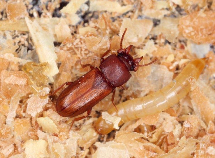 Samiec rogatka spichrzowego (fot. T.