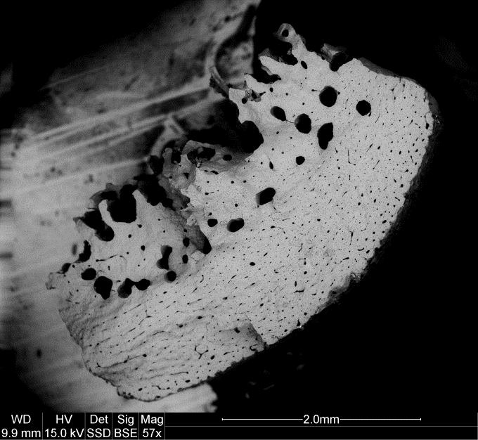 A B Fot. 8 A mikrofgragment kosci korowej na kontakcie z kościa gabczasta. B- termiczne spekany mikrofragment kosci korowej. SEM.