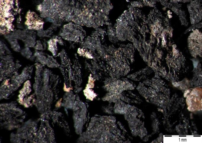 Uwęglenie organicznych fragmentów spalonych roślin dowodzi, że ich spalanie