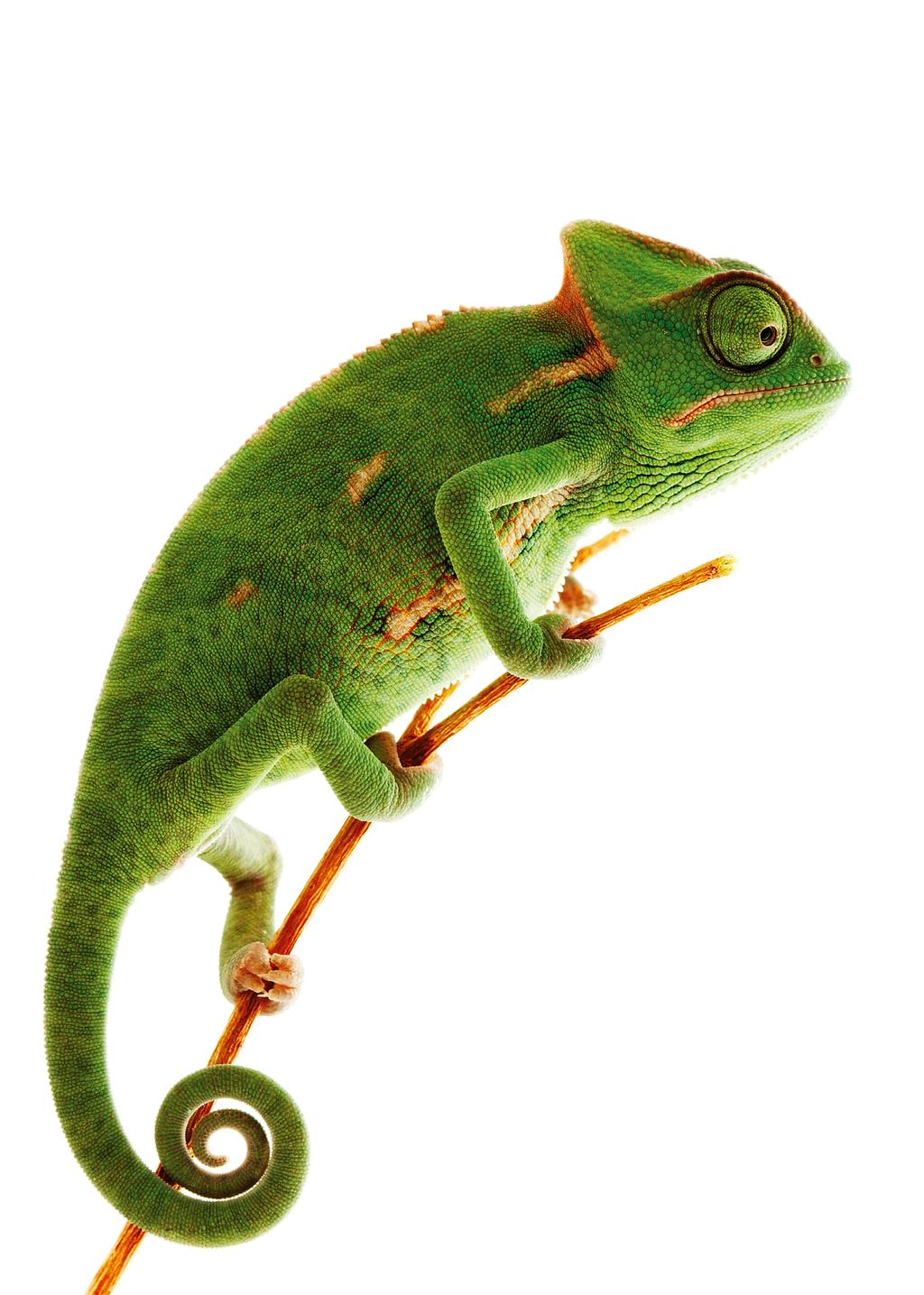 PL