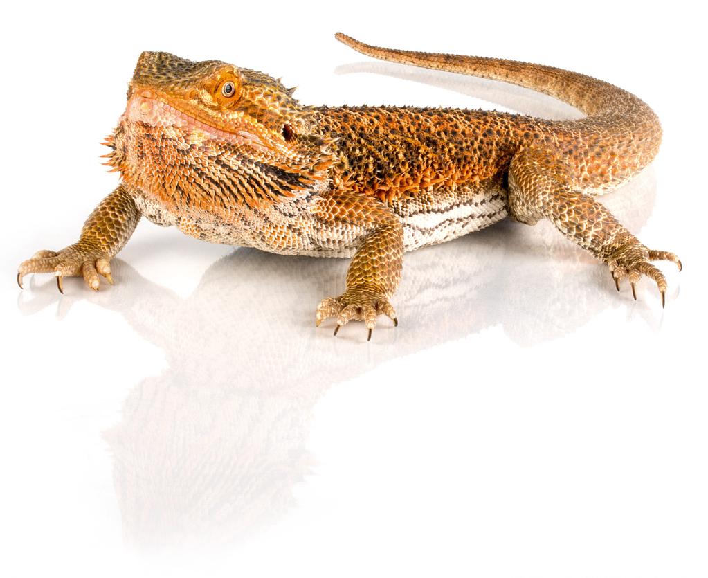 4.4. Linia Soft pokarmy miękkie dla gadów Agama brodata (Pogona