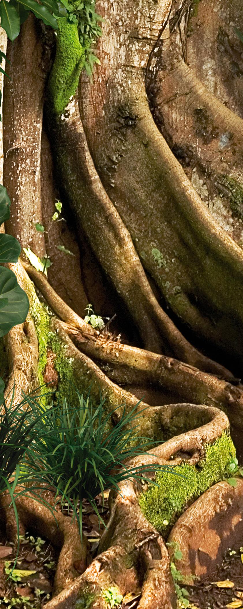 TROPICAL VADEMECUM TERRARYSTY 6. Preparaty pielęgnacyjne dla gadów 6.1.