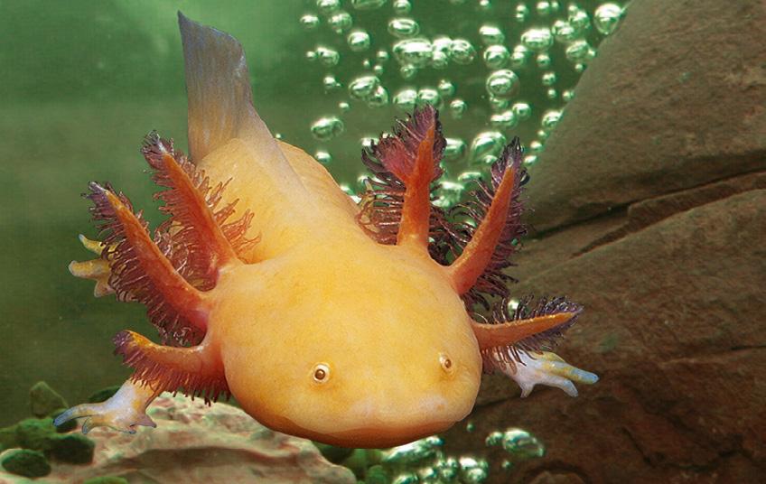 7. Aksolotl meksykański (Ambystoma mexicanum) Ambystoma meksykańska, nazywana również aksolotlem meksykańskim, jest płazem znanym z tzw.