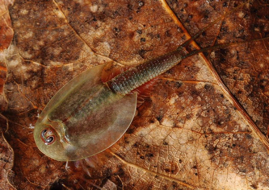8. Przekopnice (Triops spp.