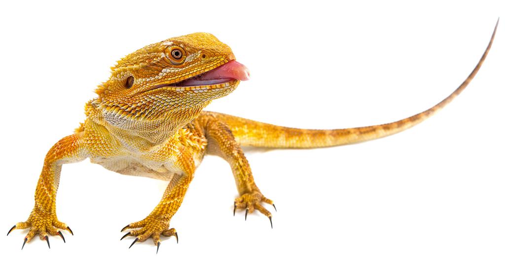 Jeśli masz pytania dotyczące żywienia i pielęgnacji gadów, skontaktuj się z naszym specjalistą pod adresem: terrarium@tropical.