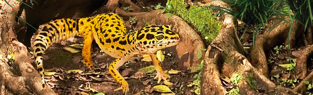 1. Wstęp Gekon lamparci (Eublepharis macularius) Gady to żywa pamiątka czasów, w których Ziemią władały dinozaury.