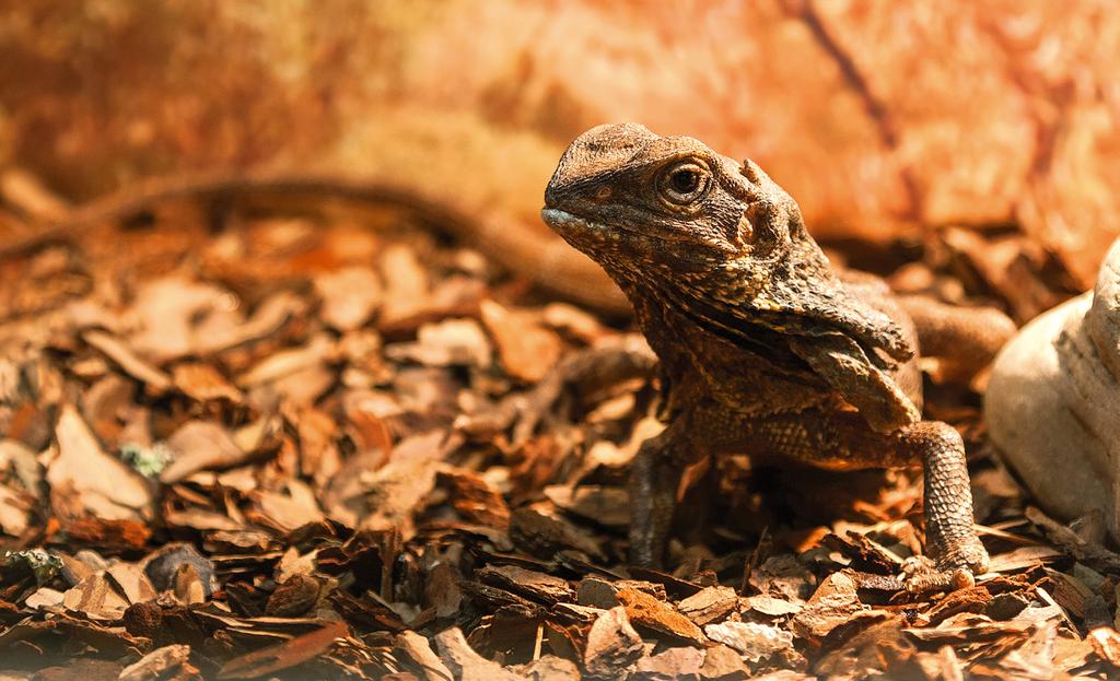 8-9 litrów) stosuje się w terrariach z płazami i gadami lasów tropikalnych oraz w insektariach. Można je stosować samodzielnie lub jako dodatek do innych podłoży terrarystycznych.