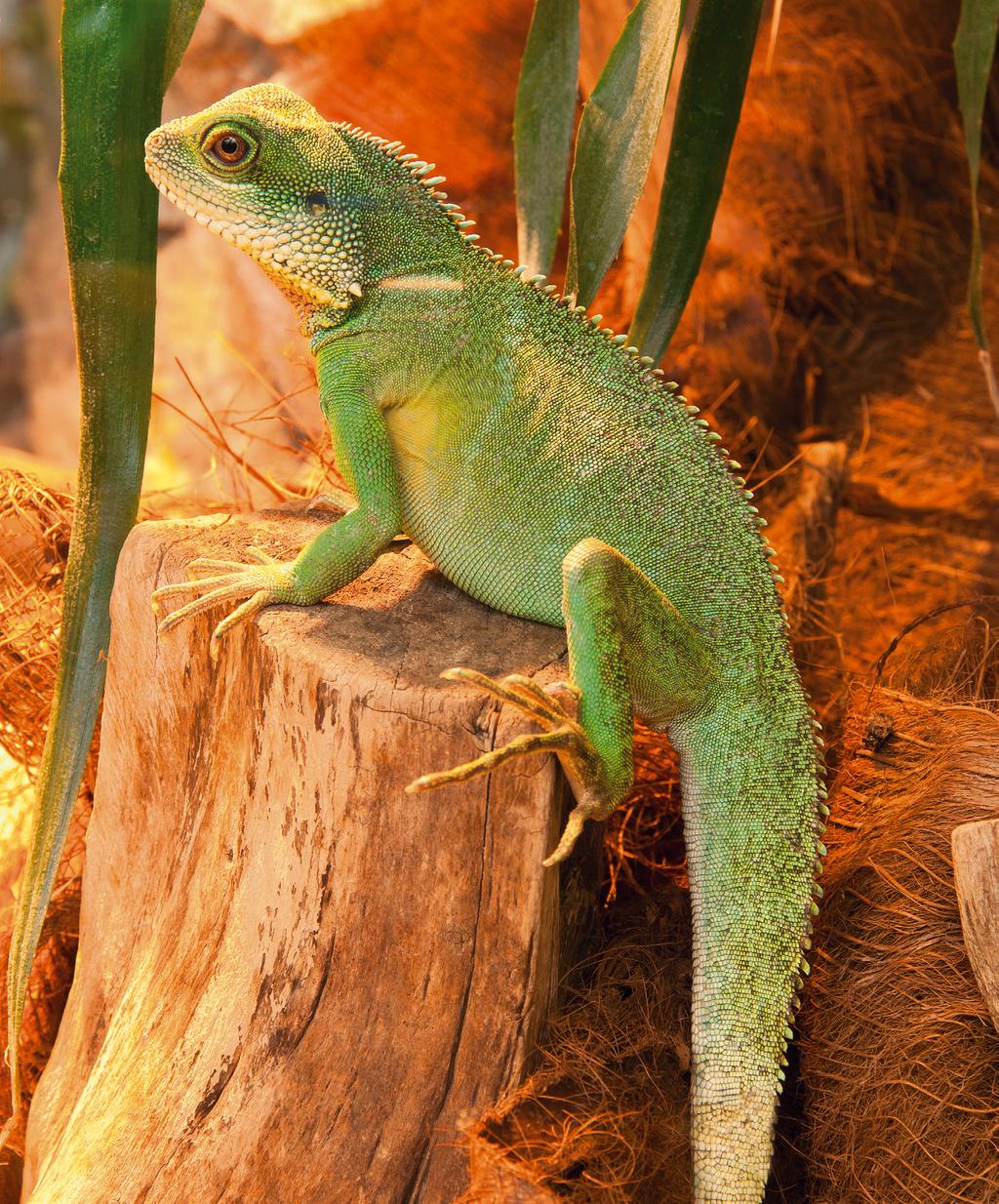 TROPICAL VADEMECUM TERRARYSTY 3.