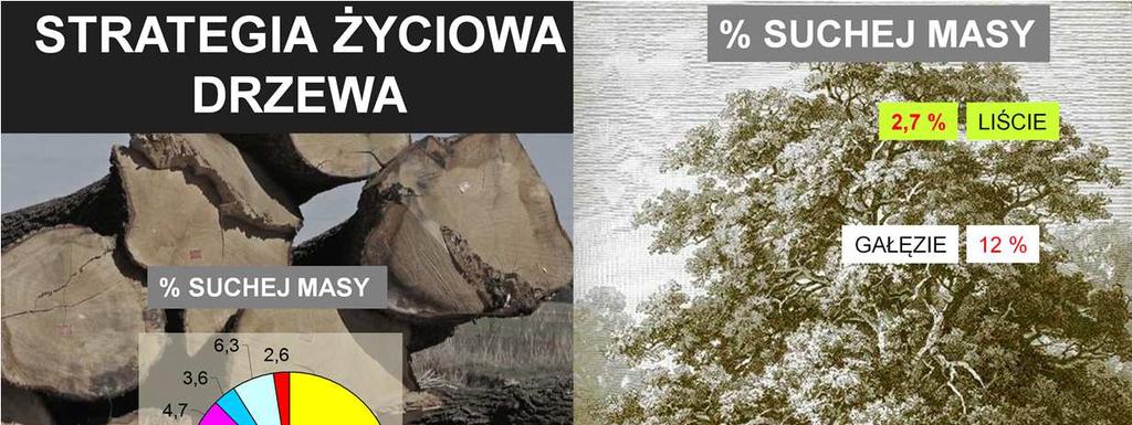 Skład drewna to przede wszystkim celuloza i lignina (polimery) związki nie tylko odporne mechanicznie, ale trudne do wykorzystania jako surowiec energetyczny (mimo, iż