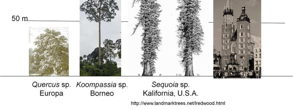 Z sekwoją spokrewnione są dwa inne rodzaje: mamutowiec (Sequoiodendron)