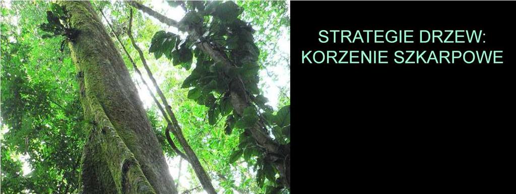 Strategia drzew lasu