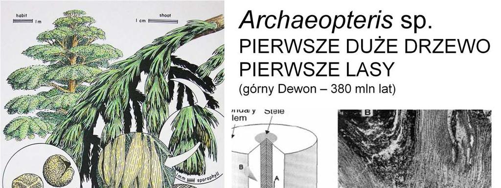Jako pierwsze drzewo-podobne rośliny wymienia się wczesnodewoński takson Eospermatopteris,