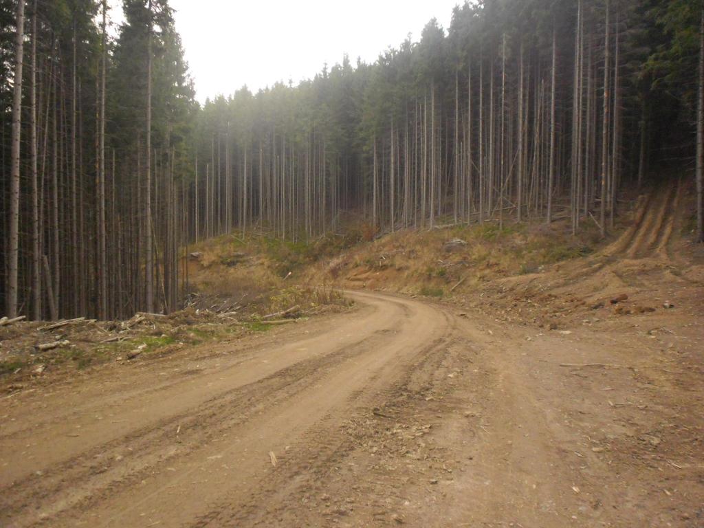 UKRAINA sprzyjają zjawiskom nielegalnego pozyskania i nielegalnego obrotu drewnem.
