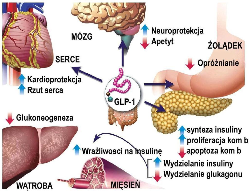 Działanie Glukagono-Podobnego Peptydu-1