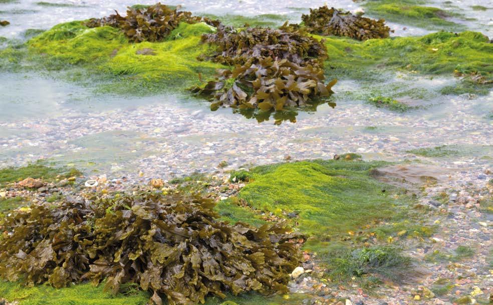 Skladniki aktywne zawarte w kosmetykach Seaweex Fucus Serratus (Morszczyn P ilkowany) Algi morskie, glony, warzywa morskie... ukryte pod tymi różnymi nazwami rośliny rosnące w wodach mórz i oceanów.