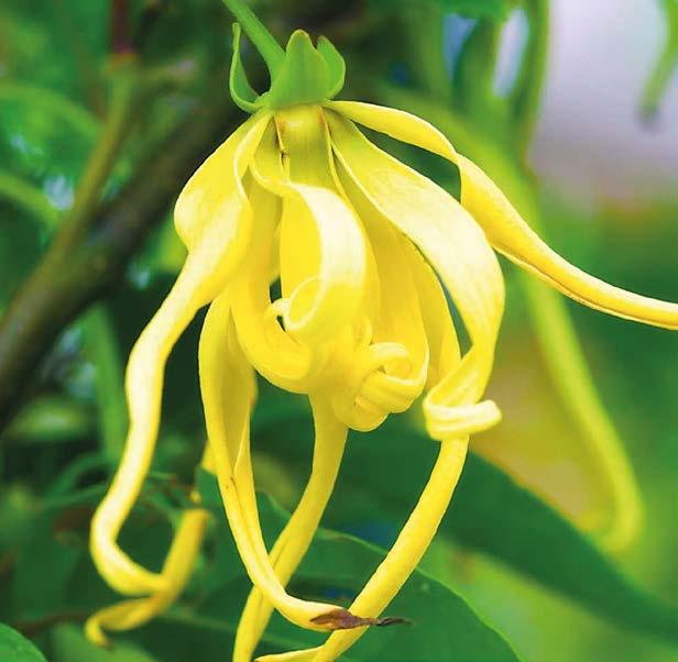 Uzyskuje się go w procesie destylacji świeżych kwiatów z drzewa ylang-ylang (botaniczna nazwa Cananga Odorata), rosnącego w lasach deszczowych wysp Pacyfiku, Indonezji, Filipin, Jawy, Sumatry i