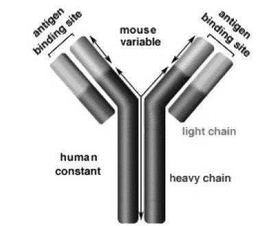 Palivizumab - Structure