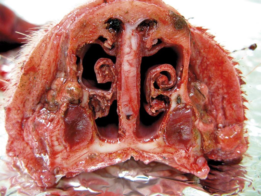 Med. Weter. 3 się m.in. z afrykańskim pomorem świń (ASF african swine fever), klasycznym pomorem świń (CSF classical swine fever) lub ostrymi stanami posocznic bakteryjnych (30). Płuca i opłucna.