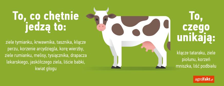 Co krowy jedzą chętnie a czego unikają? Podawanie świeżych ziół, a także suszy z nich sporządzonych jest trudne.
