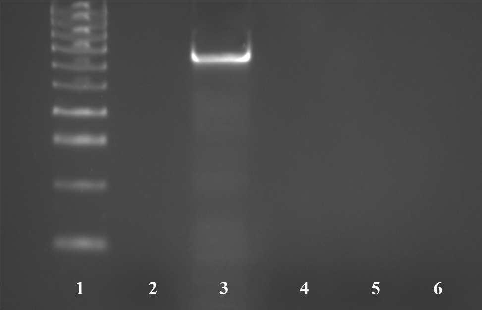 1 DNA ladder HyperLadder IV(Bioline), 2 negative control, 3 CVB, 4 TAV, 5 SCVd, 6 CChMVd Rys. 1.