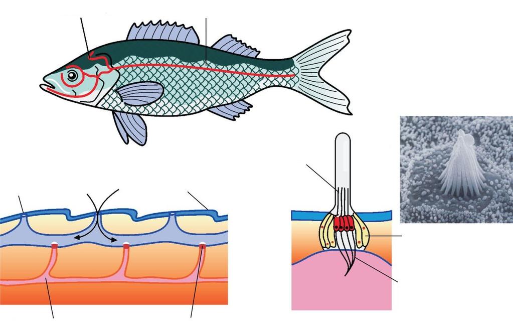 Linia boczna ryb i płazów kanał linii bocznej kanał linii bocznej osklepek komórki