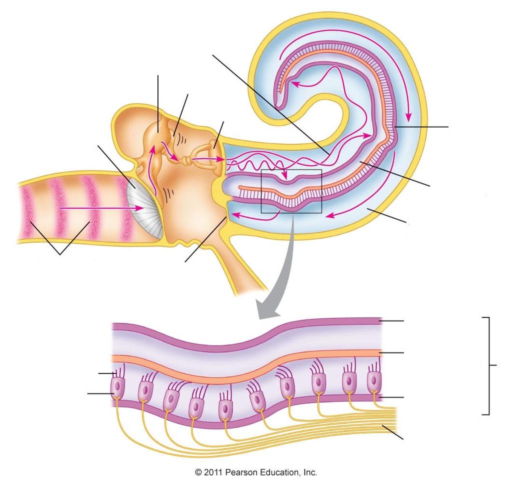 Działanie ślimaka perylimfa w schodach przedsionka młoteczek kowadełko strzemiączko w okienku owalnym błona bębenkowa fale dźwiękowe błona podstawna endolimfa w