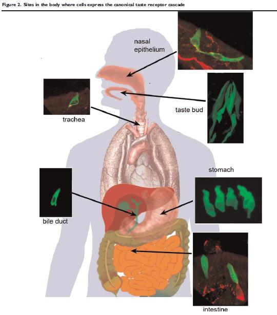 Lokalizacje receptorów smaku nabłonek jamy nosowej