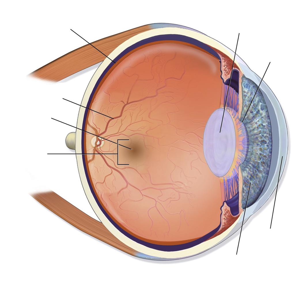 Budowa oka siatkówka soczewka źrenica naczynia