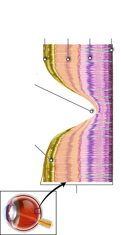 zewnętrzna warstwa splotowata komórki horyzontalne pręciki komórki zwojowe czopki 4. zewnętrzna warstwa jądrzasta 3. zewnętrzna błona graniczna 2.