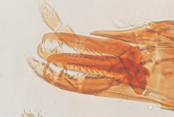 206 GRA YNA MADEJ Ryc. 1. Geholaspis mandibularis, chelicery. Roztocze z podrzêdu Uropodina to g³ównie formy od ywiaj¹ce siê grzybami (mykofagiczne), bakteriami (bakteriofagiczne), mate- Tabela l.