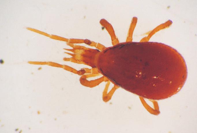 Roztocze Mesostigmata (Arachnida, Acari) jako dobry wskaÿnik 207 Ryc. 3. Pergamasus crassipes, samica, strona grzbietowa.