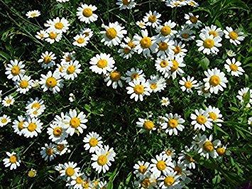 Produkcja naturalnej pyretryny 7 Kenia dostarcza 70% światowej produkcji naturalnej pyretryny, a przy jej pozyskiwaniu