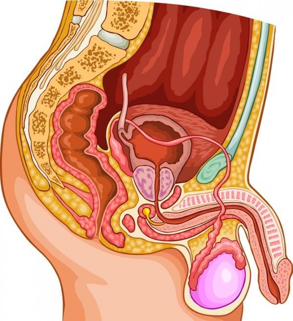 Część 7. Być chłopcem Męskie organy płciowe to penis, nasieniowody, worek mosznowy, a w nim dwa jądra. Kiedy rozpoczyna się dojrzewanie, jądra zaczynają produkować wielkie ilości plemników.