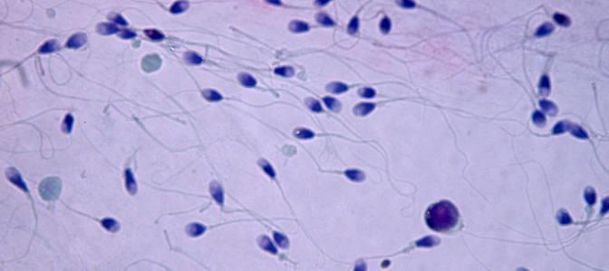 U chłopców zarówno sperma jak i mocz wydostają się z penisa przez ten sam otwór. Nie wydostają się one jednak jednocześnie. Podczas wytrysku spermy moczowód jest zamknięty przez mały mięsień.