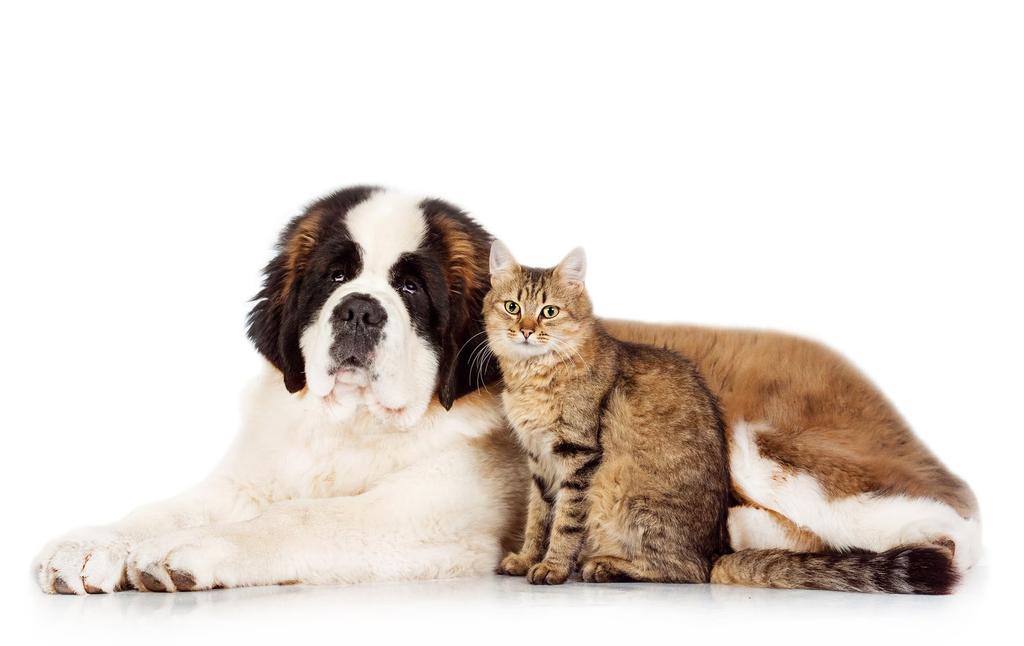 ArthroMax PRAWIDŁOWE FUNKCJONOWANIE STAWÓW ArthroMax to preparat dla psów i kotów w formie łatwo przyswajalnego syropu.