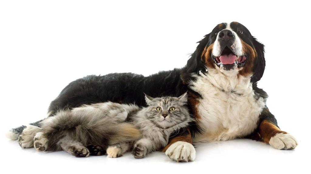 Tabletki: koty i małe psy - 1 tabletka dziennie psy średnie - 2 tabletki dziennie psy duże - 3 tabletki dziennie Tabletki mini: koty i małe psy: 1-3 tabletki dziennie Podawać przed posiłkiem.