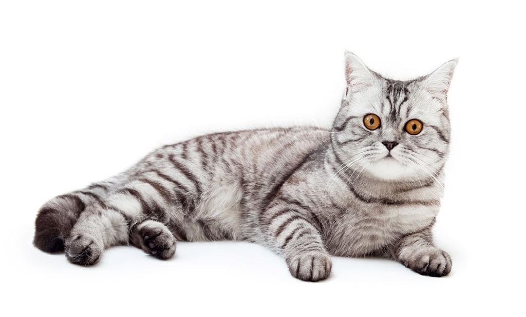 Multivital Cat WITAMINY, MINERAŁY, AMINOKWASY Multivital Cat to zestaw witamin, aminokwasów (w tym tauryna) i składników mineralnych dla wszystkich ras i grup wiekowych kotów.
