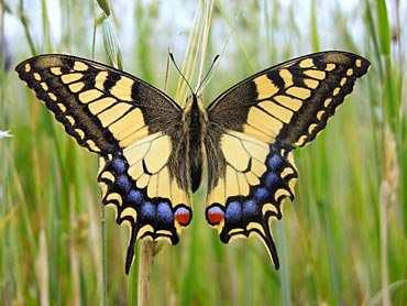 gatunkowej przy jednoczesnym wzroście liczebności kilku najpospolitszych gatunków. Przyczynę obserwowanych zmian w faunie motyli Polski stanowi wiele różnorodnych czynników.
