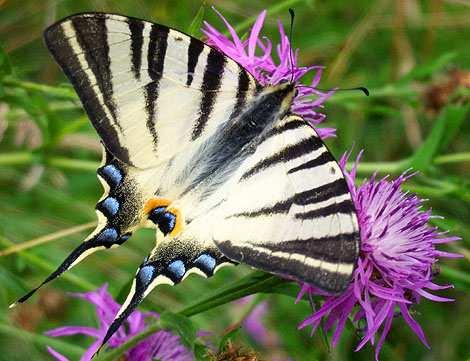 W przypadku motyli dziennych szczególne znaczenie ma ewolucja strukturalnego środowiska lęgowego, w którym występuje coraz mniej roślin mogących stanowić pokarm dla gąsienic.