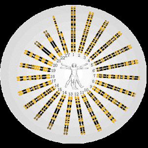 Ludzki genom: 46 chromosomów