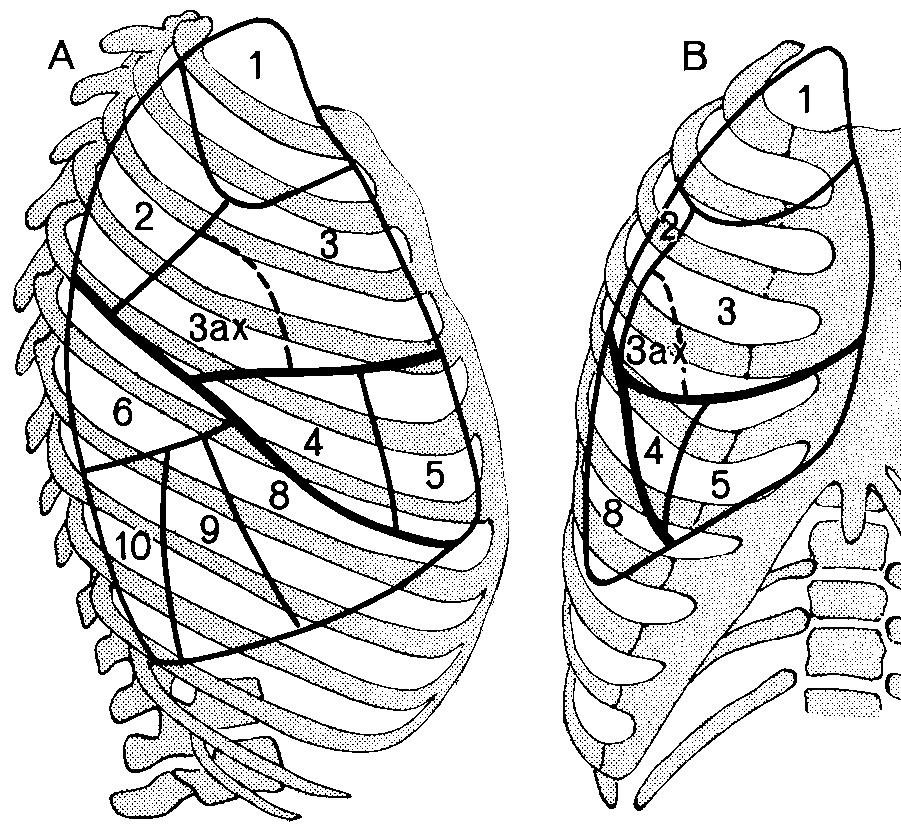 segmentów płuca