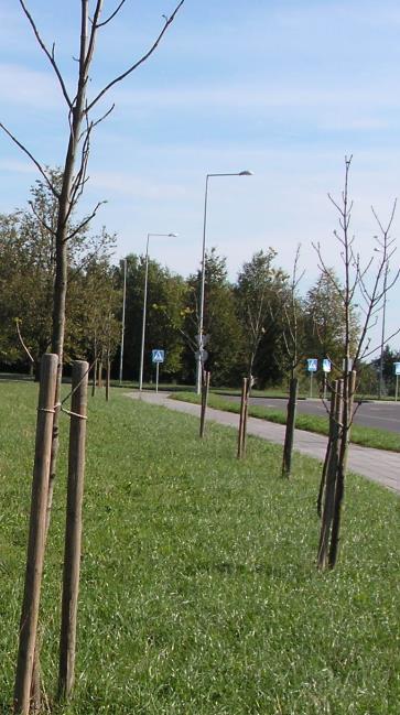 nedaug: raudonasis ąžuolas, pensilvaninis (žaliasis) uosis, paprastasis kaštonas, didžialapė ir europinė liepos.