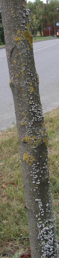 uosialapis klevas, sidabrinis klevas, dygliuotasis šaltalankis, švedinis šermukšnis, pilkoji tuopa, vakarinė tuja.