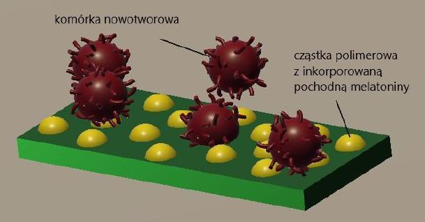 Inkorporacja melatoniny znakowanej fluoresceiną w biodegradowalnych cząstkach polimerowych dr hab. Maciej Mazur, prof. UW, Pracownia Elektrochemii, mmazur@chem.uw.edu.pl, tel. 26-418; http://beta.