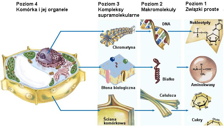 Komórka i